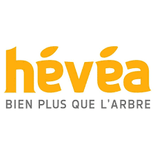 Hévéa élagage